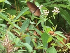 Euploea doubledayi evalida