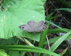 Ypthima baldus newboldi