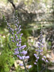 Comesperma