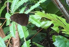 Euploea mulciber mulciber
