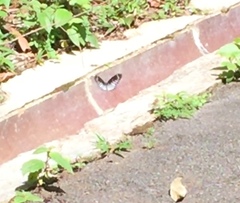 Graphium ramaceus pendleburyi