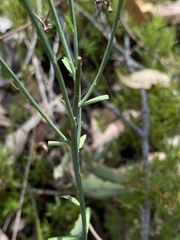 Comesperma