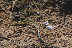Tulipa biflora