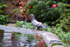 Columba livia domestica