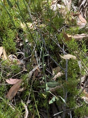 Comesperma