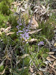 Comesperma