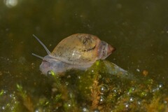 Physa acuta