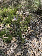 Comesperma