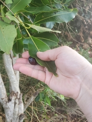 Syzygium cumini