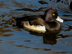 Aythya fuligula