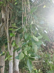 Syzygium cumini