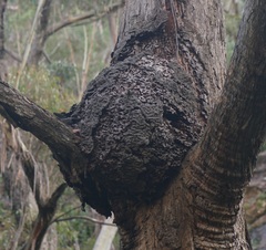 Nasutitermes walkeri