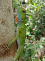 Enyalius catenatus