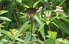 Euploea doubledayi evalida