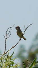 Sporophila ruficollis