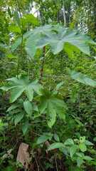 Cecropia peltata