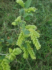 Flemingia strobilifera