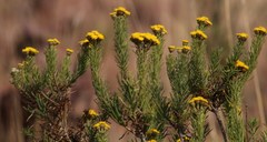 Phymaspermum athanasioides