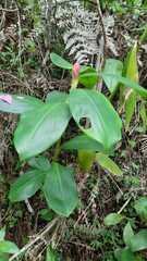 Costus spiralis