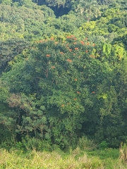 Spathodea campanulata