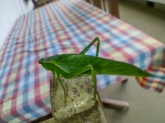 Frontinus