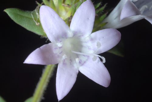 largeflower Mexican clover (Richardia grandiflora)