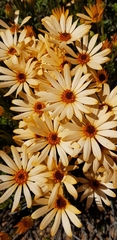 Dimorphotheca cuneata