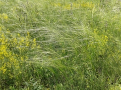 Stipa capillata