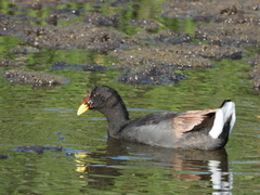 Fulica rufifrons