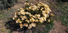 Dimorphotheca cuneata