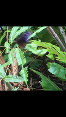 Euploea mulciber mulciber