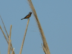 Sporophila ruficollis