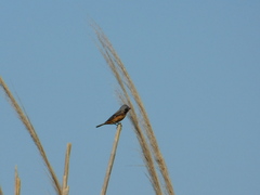 Sporophila ruficollis