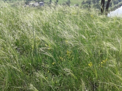Stipa capillata