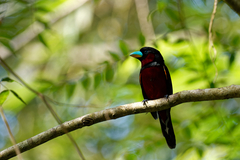 Cymbirhynchus macrorhynchos