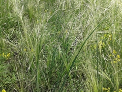 Stipa capillata