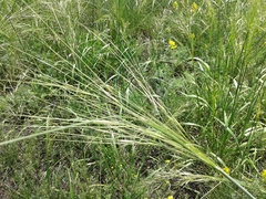 Stipa capillata