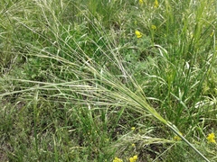 Stipa capillata