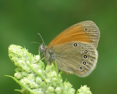 Coenonympha glycerion