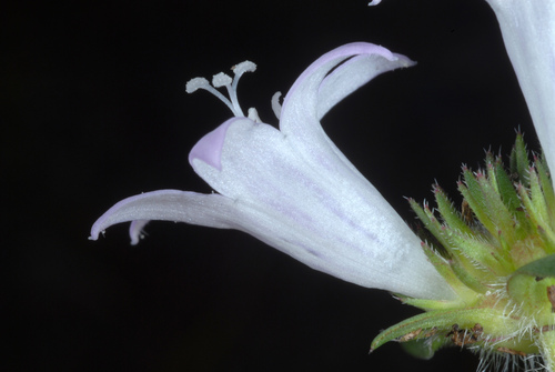 largeflower Mexican clover