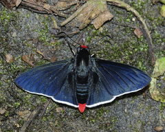 Pyrrhopyge infantilis