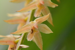 Dendrochilum