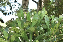 Brasiliopuntia brasiliensis