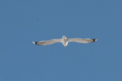 Larus cachinnans