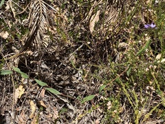 Pittosporaceae