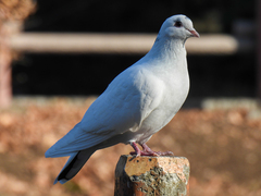 Columba livia domestica