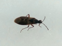 Gastrodes abietum