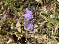 Pittosporaceae