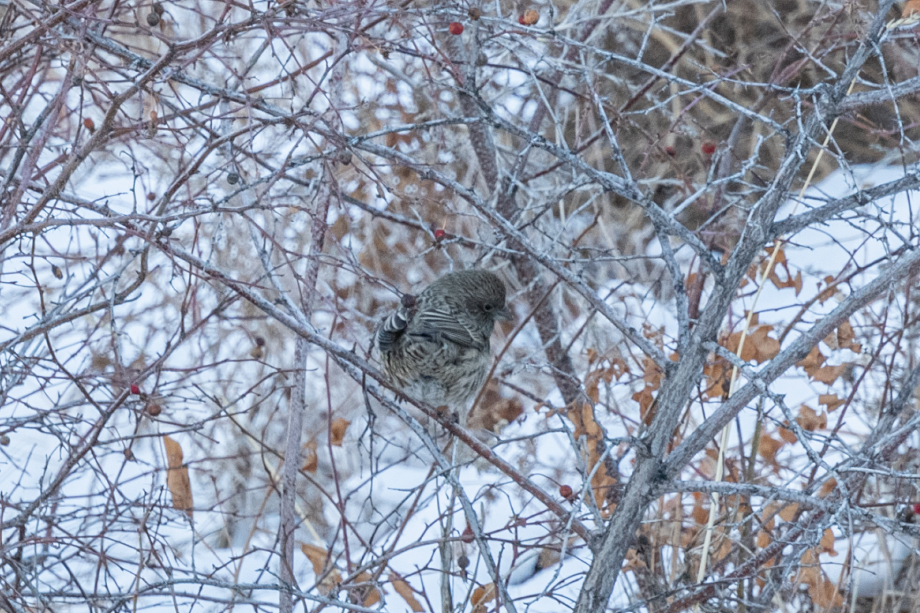 Red-mantled Rosefinch