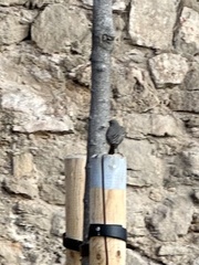 Phoenicurus ochruros